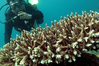 Le "Triangle du corail", "l'une des régions marines les plus riches en biodiversité du monde", est à cheval sur sept pays: l'Indonésie, la Malaisie, la Papouasie-Nouvelle-Guinée, Singapour, les Philippines, le Timor oriental et les Iles Salomon. KEYSTONE/EPA/DENNIS M. SABANGAN